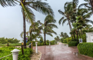 hurricane blowing trees